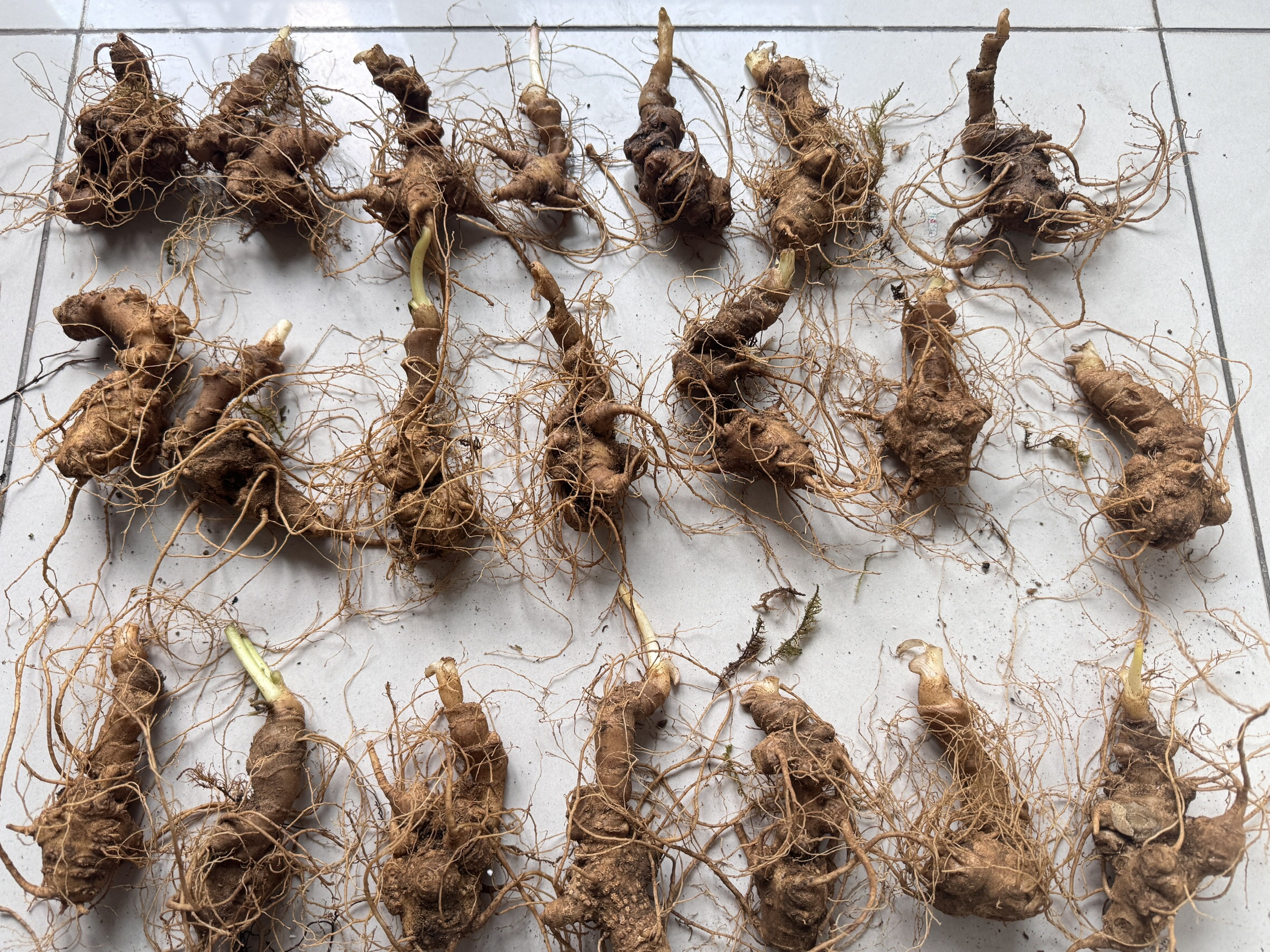 SÂM NGỌC LINH TƯƠI 20 CỦ/KG (9 NĂM TUỔI)