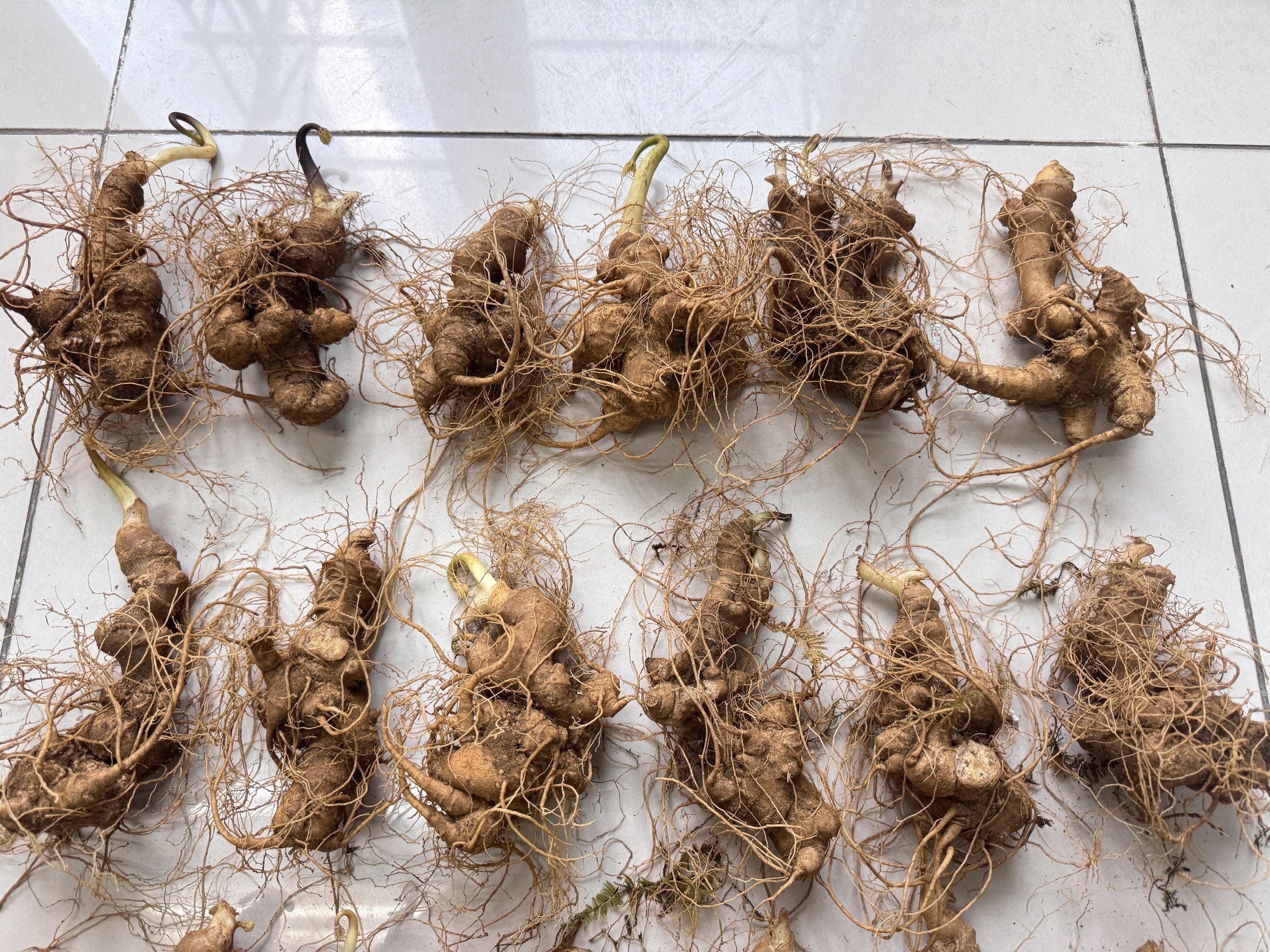 SÂM NGỌC LINH TƯƠI 10 CỦ/KG (14 NĂM TUỔI)