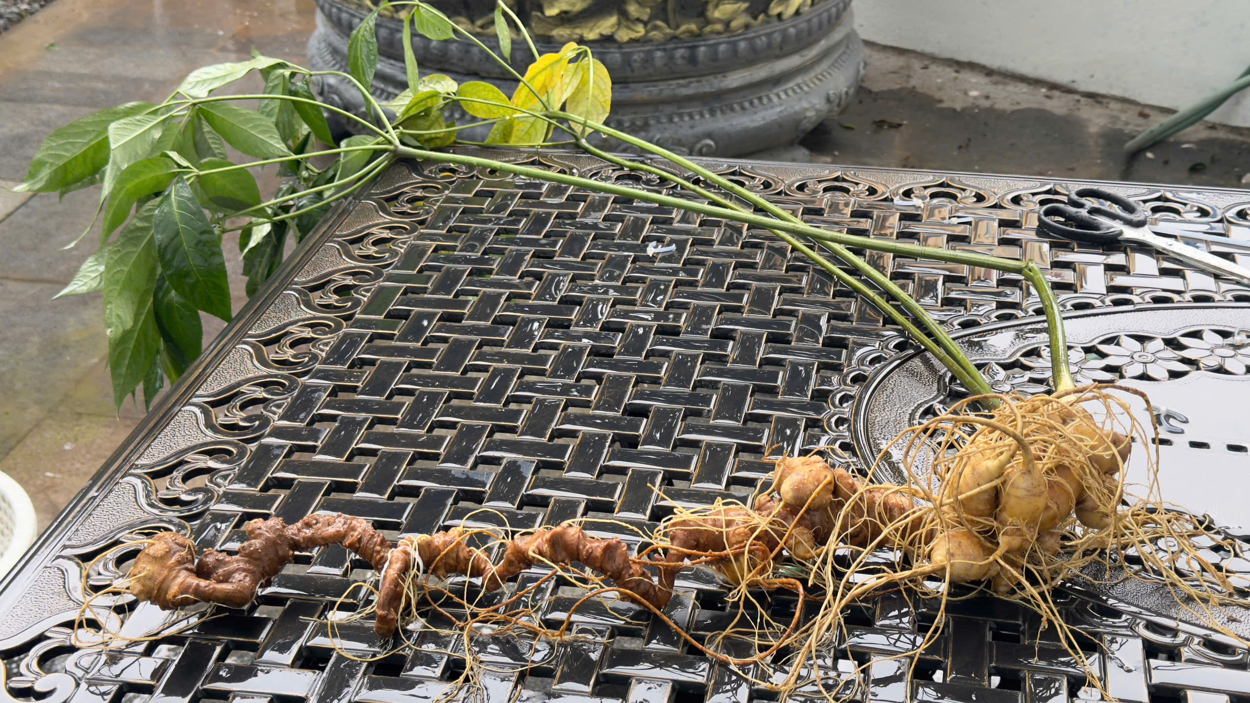 SÂM NGỌC LINH CỦ TỰ NHIÊN (LẠNG)